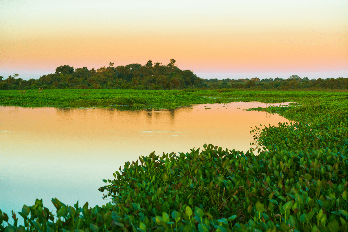 Pantanal Norte O Que Fazer Onde Se Hospedar E Dicas 