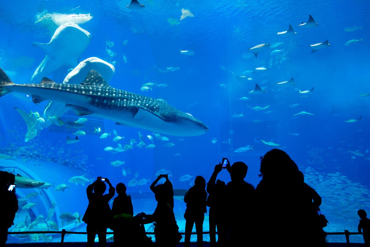 Pessoasem frente a imenso tanque com peixes do aquário de Okinawa