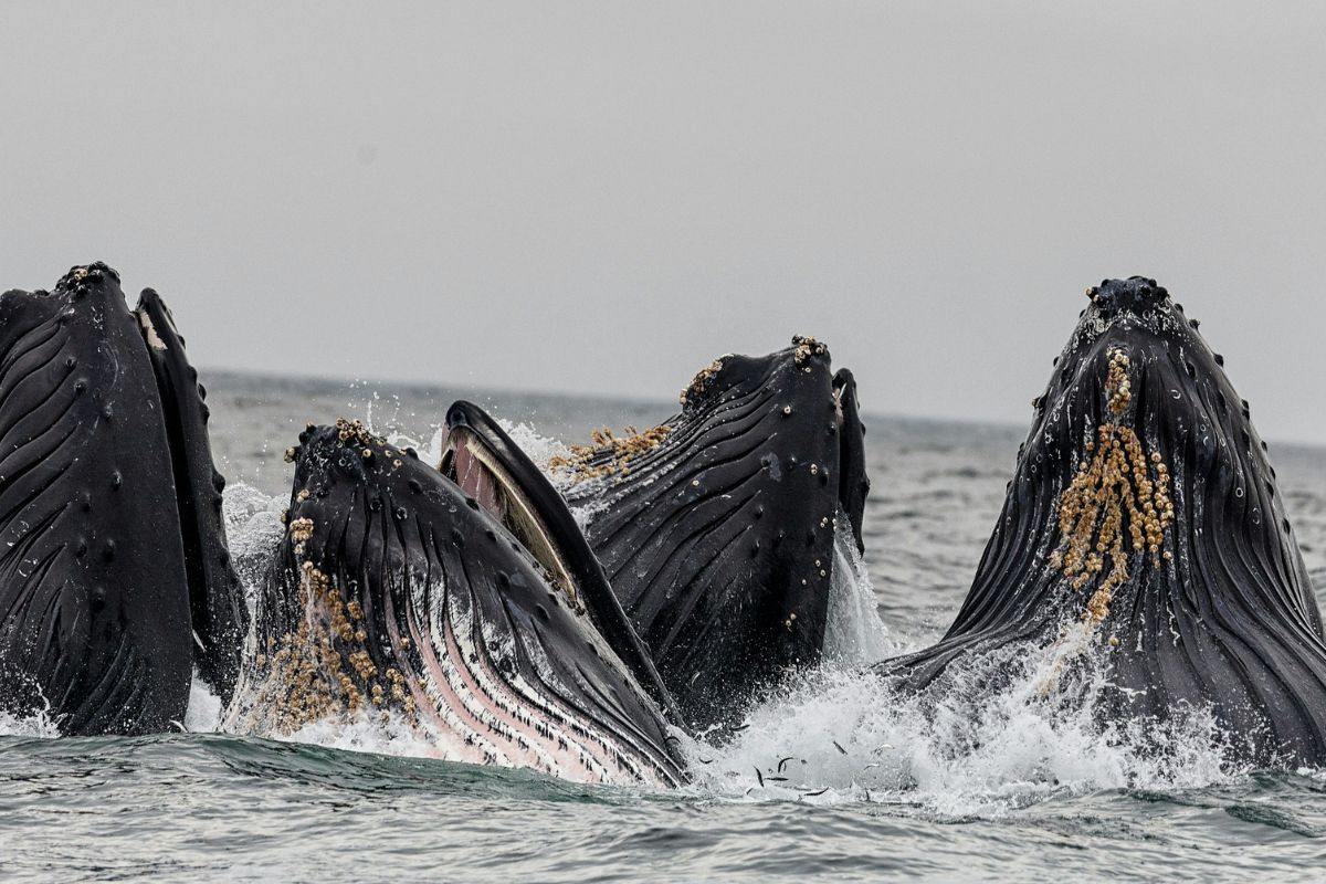 Baleias na baía de Monterey, Califórnia