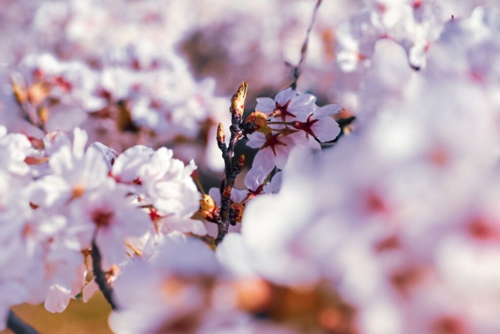 Flores de cerejeira (sakura) em Kyoto, no Japão