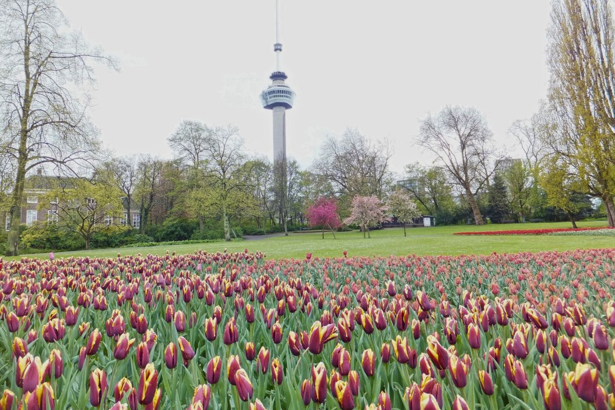 Het Park com tulipas e torre Euromast ao fundo