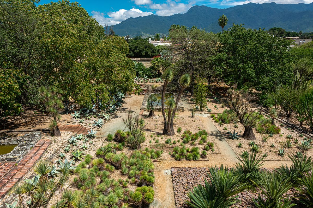 Parte das plantas do Jardim Etnobotânico de Oaxaca