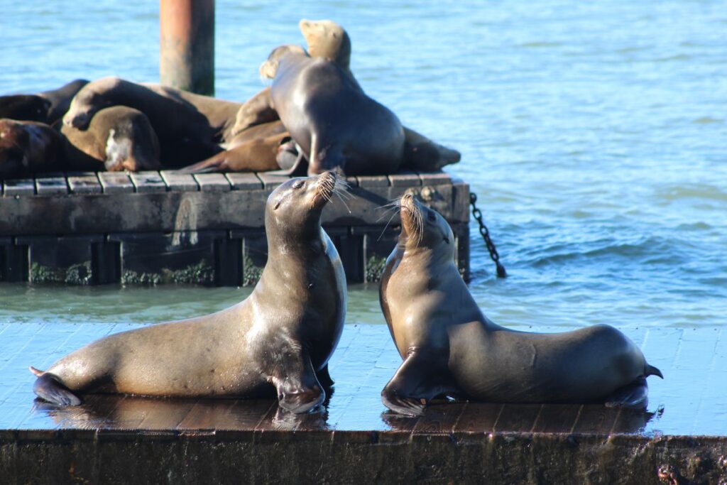 Leões-marinhos no Píer 39, em San Francisco