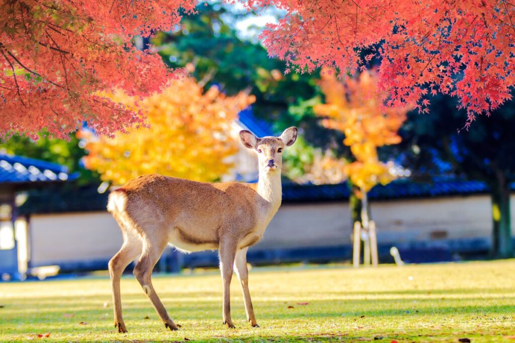 Veado debaixo das árvores de maple durante o outono em Nara, no Japão