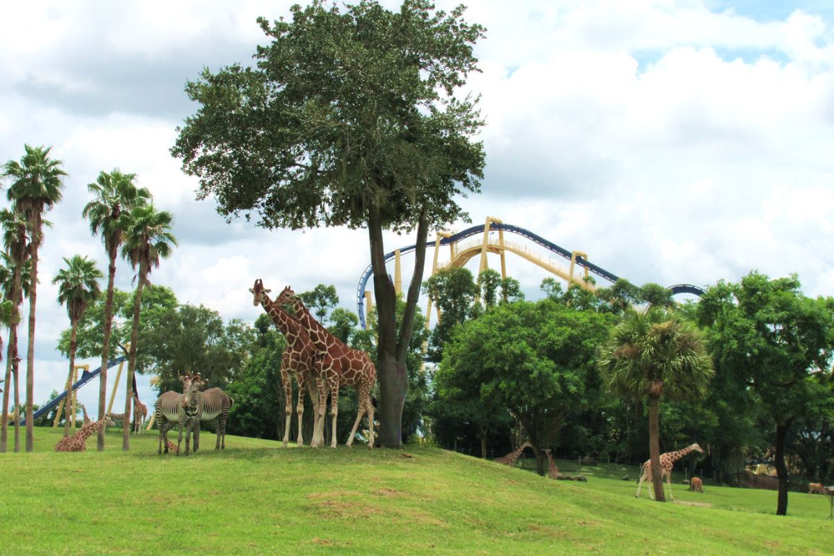 Girafas com montanha-russa ao fundo