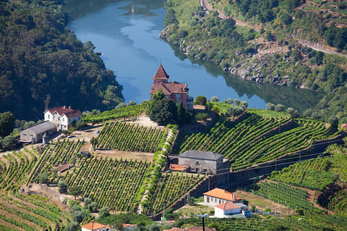 Panorama de vinícola da região do Douro